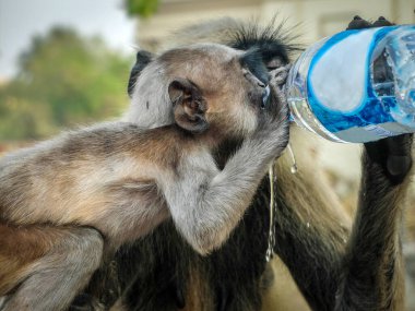 At kuyruklu maymun, Hooghly nehrinin yanındaki Dakshineswar Kali Tapınağı yakınlarında ziyaretçiler tarafından su veriliyor..