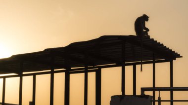 Bir teleferik istasyonunun üstündeki Savitri Tepesi Tapınağı 'nda primat aşağıdaki kasaba manzarasını inceliyor..