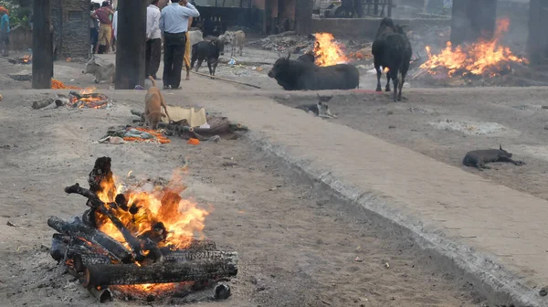 Puri Odisha State India March 2018年3月12日 インドのプリーにあるスワルガド戦争火葬場で葬儀用の薪が焼かれ 牛が灰の中に座り 犬が人間の肉の遺骨を食べる — ストック写真