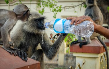 At kuyruklu maymun, Hooghly nehrinin yanındaki Dakshineswar Kali Tapınağı yakınlarında ziyaretçiler tarafından su veriliyor..