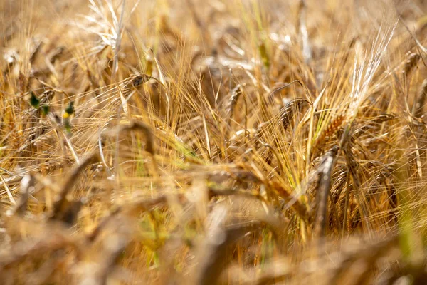 Золоті Голови Ячменю Сонячний Літній Ранок Відображає Сонячне Світло — стокове фото