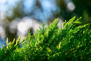 Yakın çekim, yüzeyin detaylarını gösteren alçak, güz öğleden sonra güneşiyle aydınlanan.