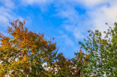 Yaprak kaplı dallar kırmızı, sarı, turuncu, bej ve geyik renklerinin bir dizi sonbahar rengini gösterir.