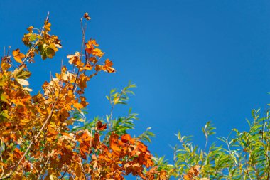 Açık bir sonbahar öğleden sonrası, alçak güneş yaprakların canlı sonbahar renklerini doyuruyor..