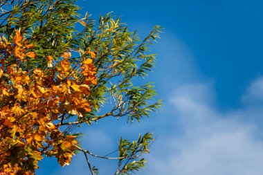 Açık bir sonbahar öğleden sonrası, alçak güneş yaprakların canlı sonbahar renklerini doyuruyor..