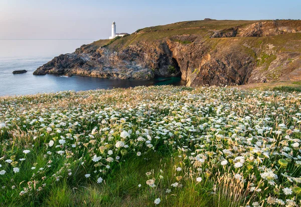 The historic lighthouse,a popular tourist spot,whitewashed and summer sun kissed landmark in the background,clifftop covered with wild flowers,in mid summer at sunset,and clear blue sky.