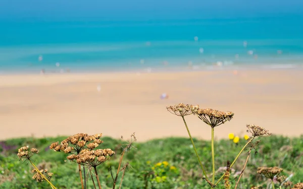 Gedetailleerde Close Van Kleine Planten Het Gras Bedekte Klif Met — Stockfoto