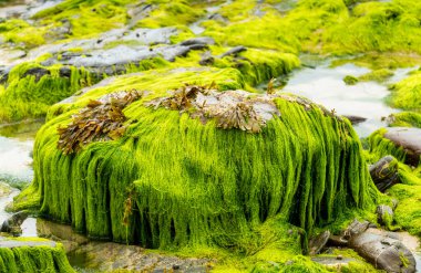 Dramatik Ulusal Güven, bozulmamış sahil koy, yeşil, sarı kaya oluşumları, Kertenkele Yarımadası 'nın temelinde, eski bir gemi enkazında bulunan gümüş dolarlardan sonra isimlendirilmiş..