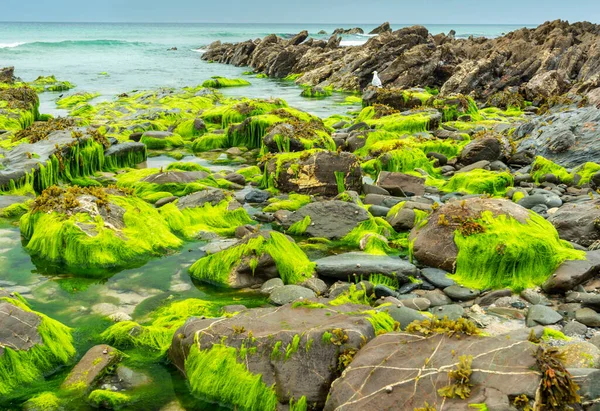 Dramático National Trust Ensenada Playa Virgen Formaciones Rocosas Verdes Amarillas — Foto de Stock