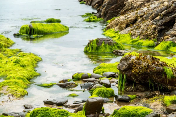 Dramatyczne National Trust Dziewicza Zatoka Plażowa Zielone Żółte Formacje Skalne — Zdjęcie stockowe