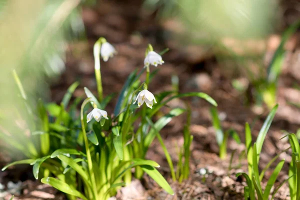 Bahçedeki beyaz bitki