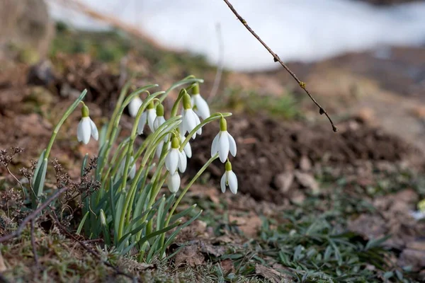 Baharda beyaz kar damlası makrosu