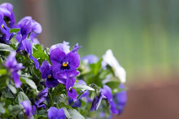 Bahçedeki çiçekler