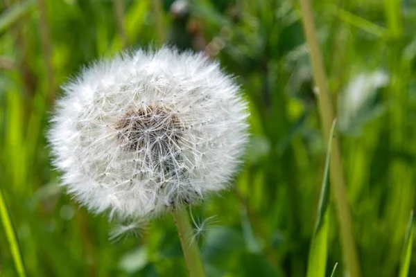 Yaz rüzgarında karahindiba