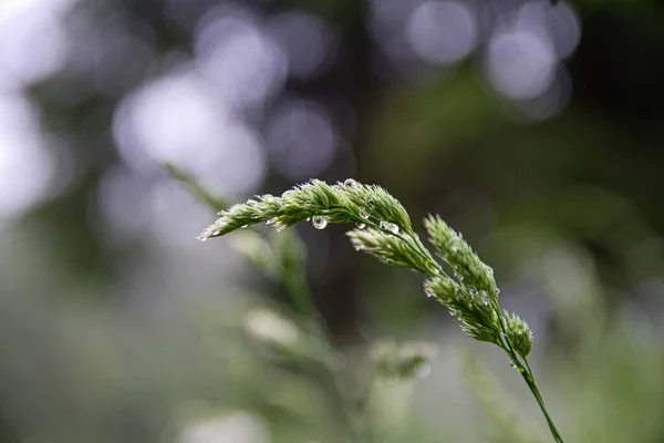 Çimlerin üzerindeki çiy tanesi