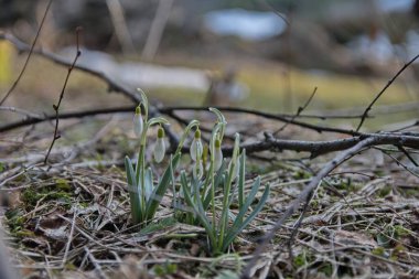 bahar beyaz kardelen