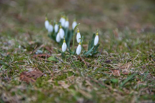 bahar beyaz kardelen