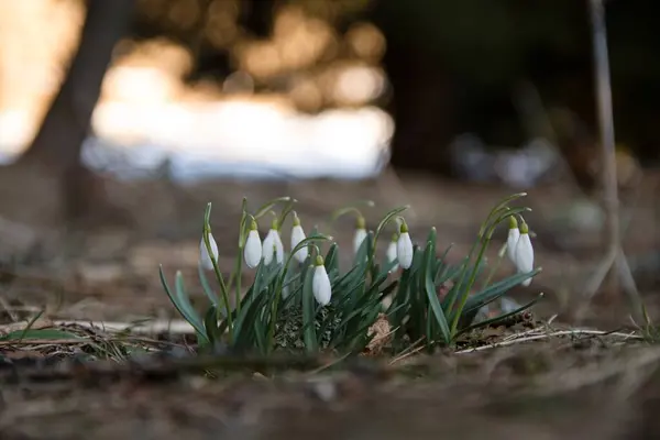 bahar beyaz kardelen