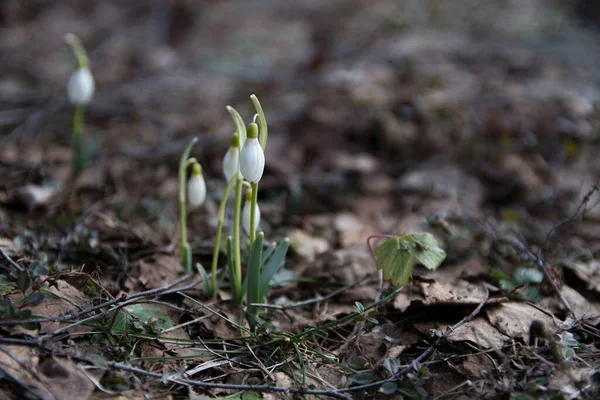 bahar beyaz kardelen