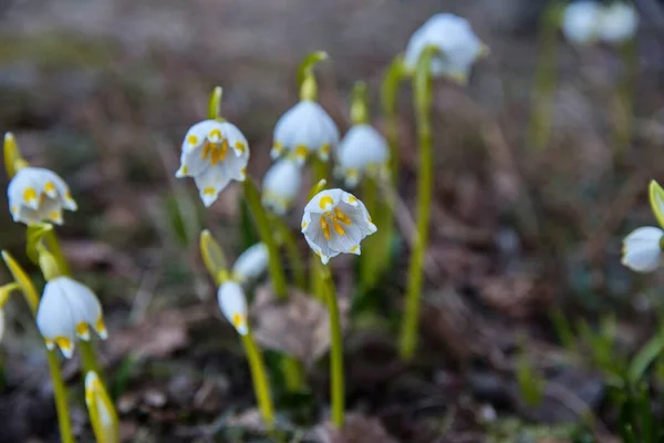 makro ilkbahar çiçek ormanı