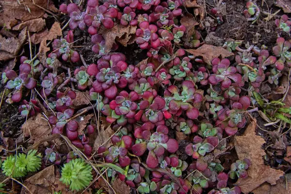  Kırmızı ve mor çiçek 