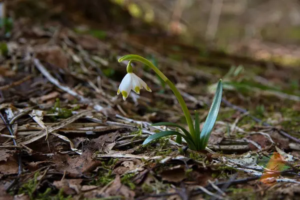 beyaz bahar çiçeği makrosu