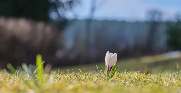 Çimlerde bahar çiçekleri