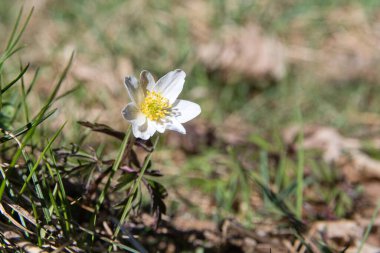 Bahçedeki beyaz çiçekler, Anemone nemorosa