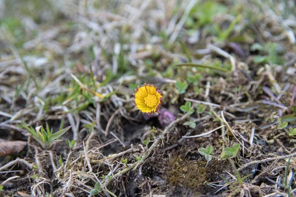  Çimlerdeki sarı çiçek, Tussilago farfara