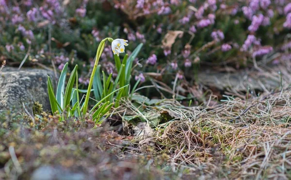 Çayırdaki çiçekler.