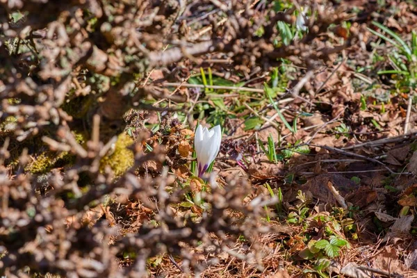 Çimenlerdeki çiçekler