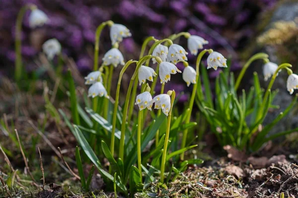 Çayırdaki çiçekler.