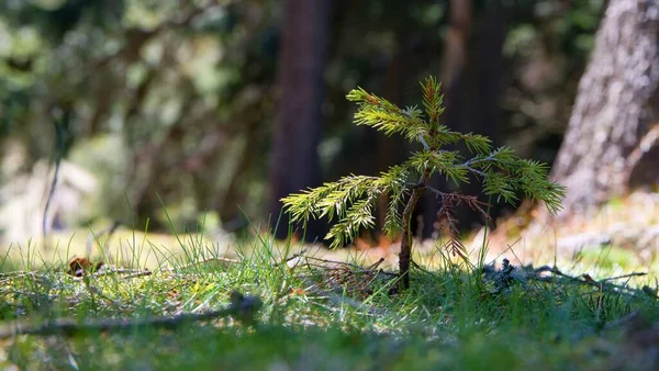 Ormandaki küçük ağaç