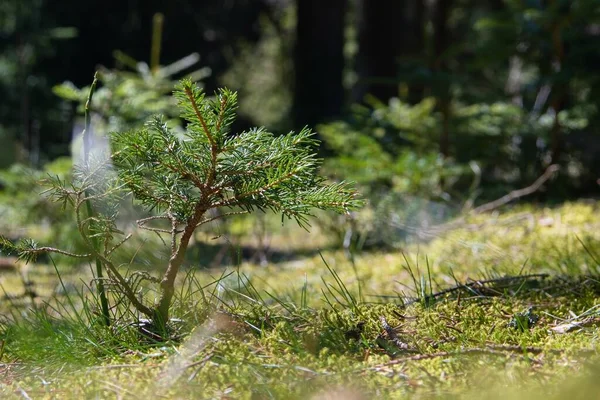 little tree in the forest