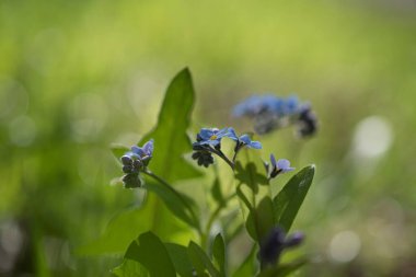 Baharda güzel mavi çiçeklerin yakın çekim görüntüsü