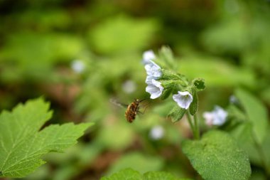 Yeşil ormandaki arıların makro görüntüsü.