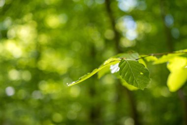 Ormanda yeşil yapraklar