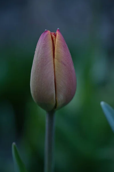 Jarní Tulipán Zahradě — Stock fotografie