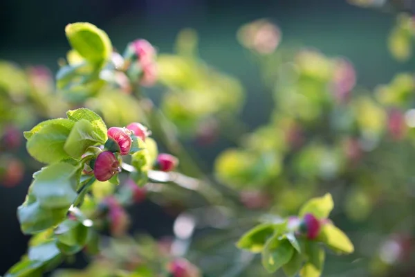 Parkta bahar çiçeği