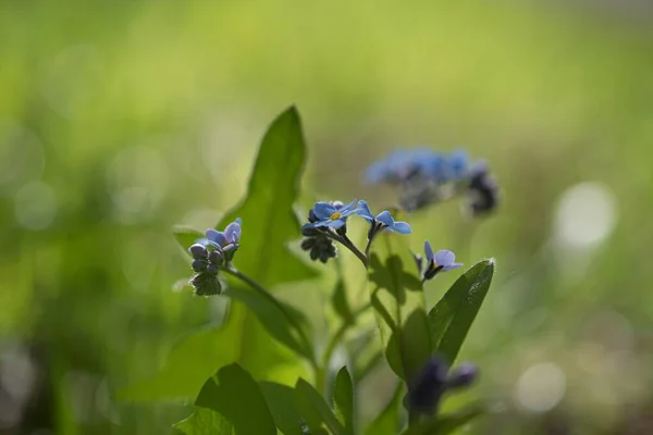 Baharda güzel mavi çiçeklerin yakın çekim görüntüsü
