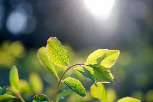 yeşil yapraklar yere saçıldı..
