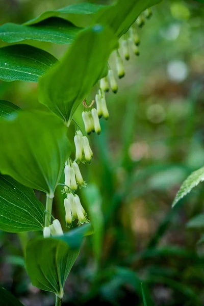 Bahçedeki yeşil bitki
