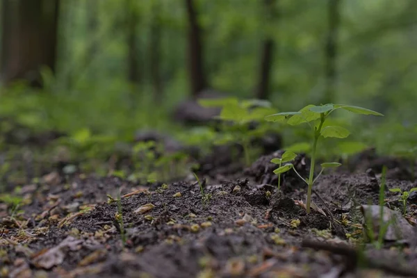 Toprakta yetişen yeşil filizler