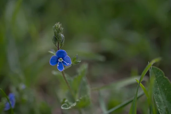 Close Uma Bela Flor Milho Azul Com Folhas Verdes Fundo — Fotografia de Stock
