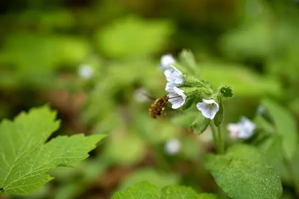 Yeşil yaprağın üzerindeki güzel arı, yaklaş.
