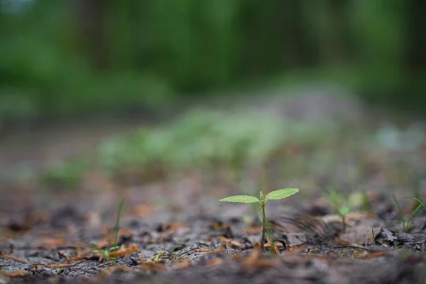 Topraktan büyüyen genç yeşil filizler