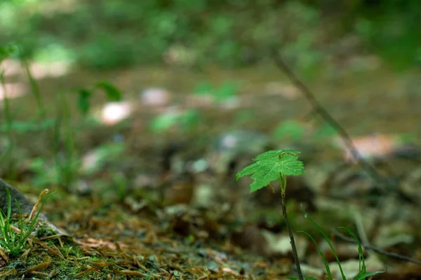 Ormanda yeşil yapraklar