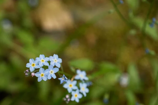 Ormanda Myosotis Sylvatica