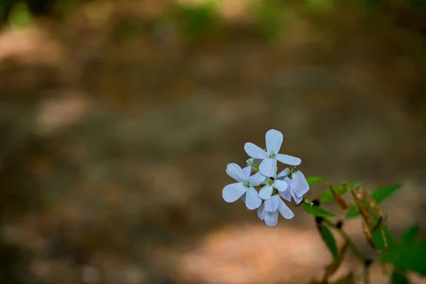 美しい花々のクローズアップ春の時間概念 — ストック写真