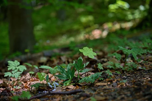 Ormanda yeşil yapraklar
